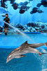 Manel MartÃ­ BELTRAN  Dirigint el dofins