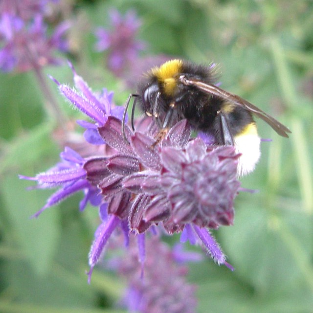 Beautiful SALVIA & Honey Bee of Southwark Park London SE16 @ 27 May 2011 (Part 2 of 4)