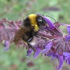 Beautiful SALVIA & Honey Bee of Southwark Park London SE16 @ 27 May 2011 (Part 4 of 4)