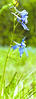 May Early Larkspur