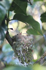 hummingbird nest in Victor's coffee plants