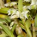 Dendrobium eriaeflorum