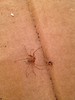 BROWN RECLUSE ?????