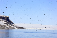Die Vogelfelsen von Alkefjellet, Spitzbergen • <a style="font-size:0.8em;" href="http://www.flickr.com/photos/73418017@N07/6730124439/" target="_blank">View on Flickr</a>