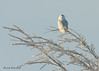 Harfang des Neiges, SNOWY OWL