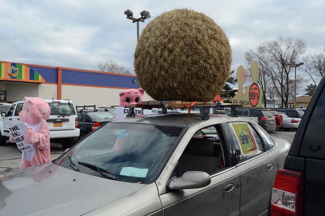 PETA Pigs + the 99% Hay Ball = NEW HAMPSHIRE PRIMARY Demonstration