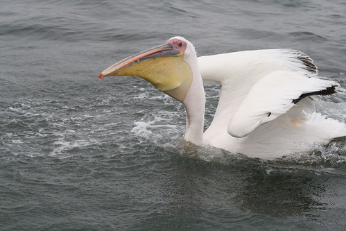 Pelican ©  Jean & Nathalie