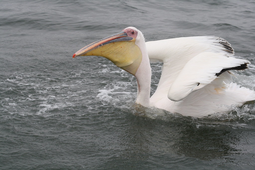 фото: Pelican