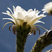 Un bel fiore di un cactus