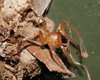 BROWN RECLUSE?