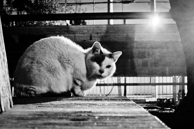 Today's Cat@2012-01-24