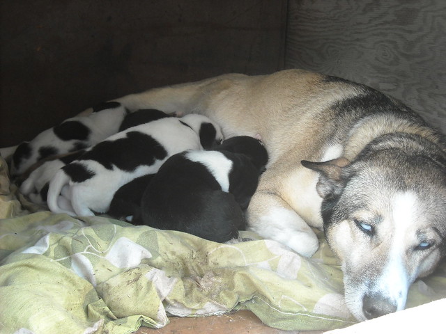 KENO and her new puppies
