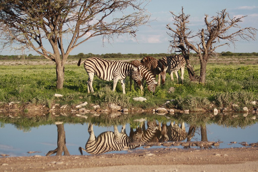фото: Burchell's Zebras
