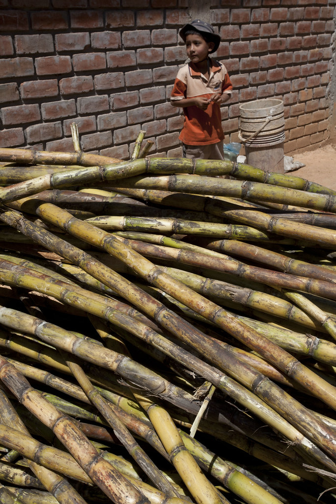 Agro-tourisme - Mise en place de la chaine d'extraction de jus de canne a sucre