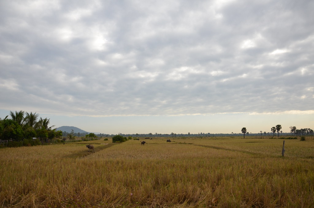 : Cambodia countryside