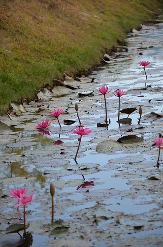 Water lilies ©  Still ePsiLoN