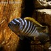Metriaclima sp. 'zebra long pelvic' Gallireya Reef
