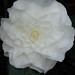 Camellia bianco pad.1
