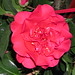 Camellia barbara morgan2
