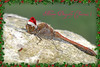 MERRY CHRISTMAS my Flickr friends ! Joyeux Noël à tous !