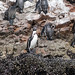 Alcuni pinguini di Humboldt