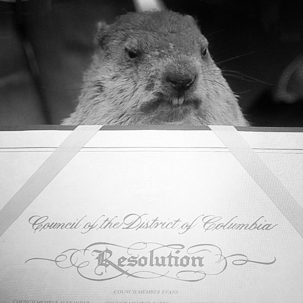 Editing footage of "Potomac Phil" for DC groundhog day video.