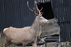 Glen Cannich Stag by Campbells Castle