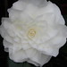 Camellia bianco pad.2
