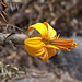Un bel fiore giallo del Canyon del Colca