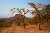 Boswellia sacra trees aka FRANKINCENSE growing in Tigray Province, Ethiopia