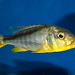 Buccochromis rhoadesii Mdoka