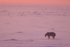 Eisbär Cape Churchill. Hudson Bay, Kanada (10) • <a style="font-size:0.8em;" href="http://www.flickr.com/photos/73418017@N07/6730324165/" target="_blank">View on Flickr</a>