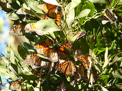 butterflies 6/6