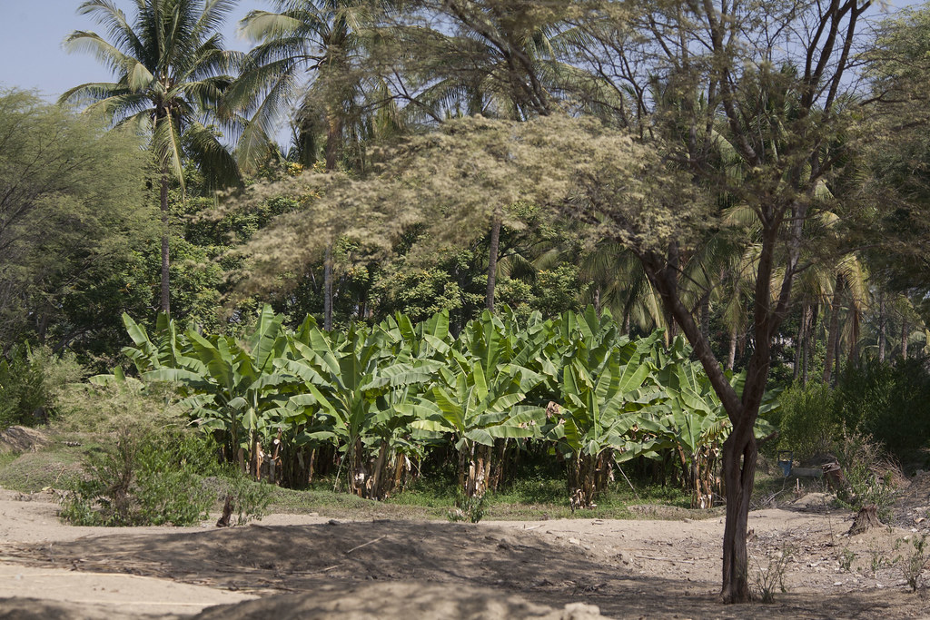 Plantation de bananes - Paysages environnants