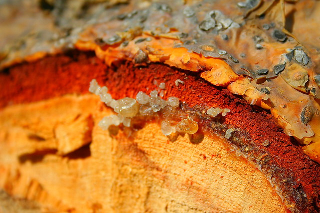 Sap developing on the cut line of a Boswellia sacra tree, aka FRANKINCENSE in Tigray Province, Ethiopia