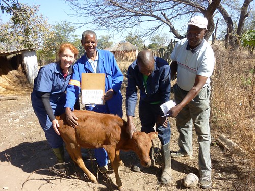 June: University improves lives for African dairy farmers