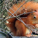 red squirel