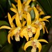 Dendrobium Gillieston Gold 'Natalie'