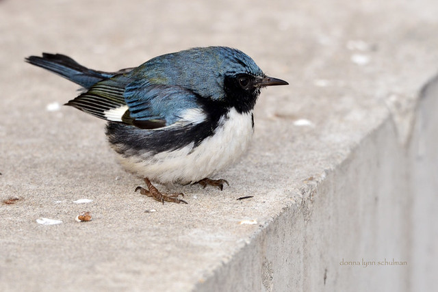 Chicago: Black-throated Blue Warbler in Winter