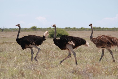 Ostriches ©  Jean & Nathalie