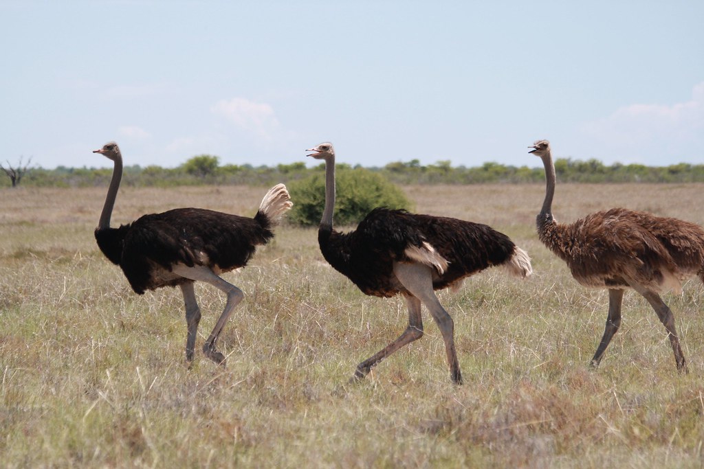 фото: Ostriches