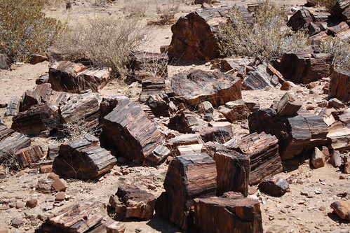 Petrified Forest ©  Jean & Nathalie