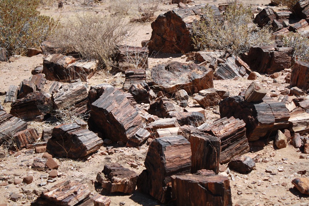 : Petrified Forest