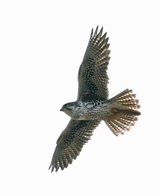 Prairie Falcon…in Pennsylvania!!!