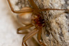 BROWN RECLUSE 4