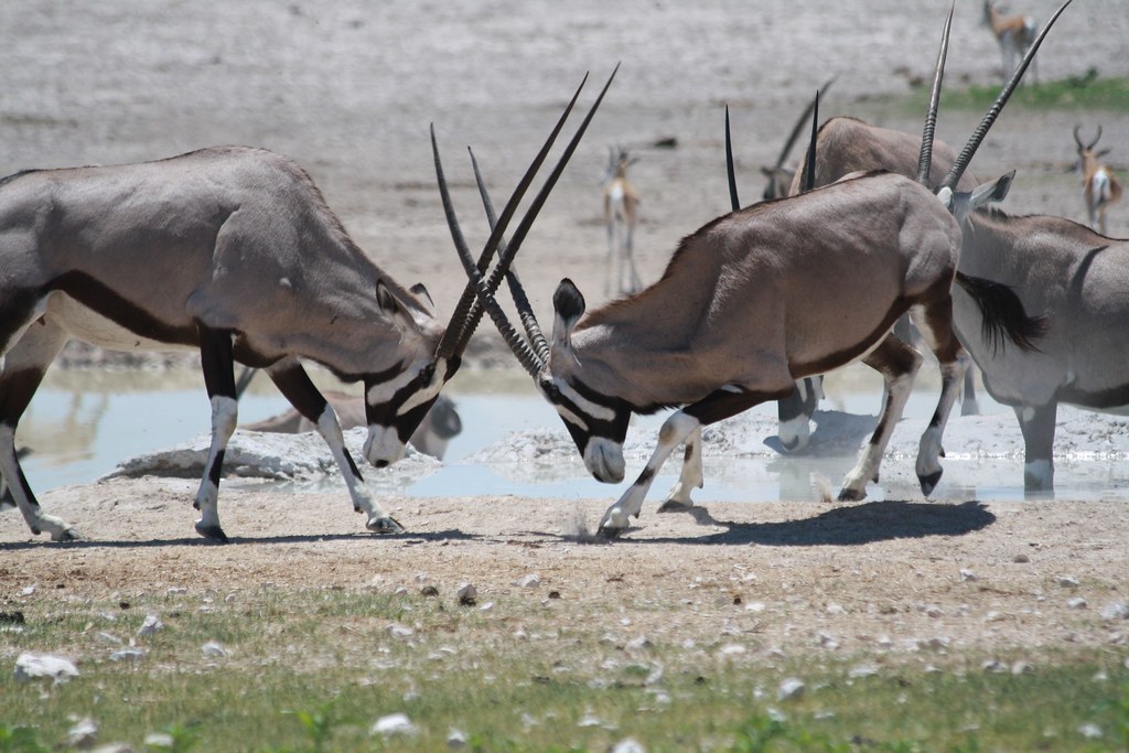 фото: Fighting Oryxes