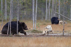 Wölfe attackieren Bären, Finnland • <a style="font-size:0.8em;" href="http://www.flickr.com/photos/73418017@N07/6730133861/" target="_blank">View on Flickr</a>