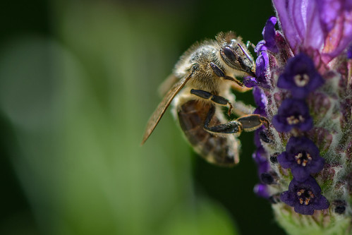 Honey Bee ©  kuhnmi