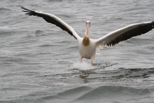 Pelican Landing ©  Jean & Nathalie