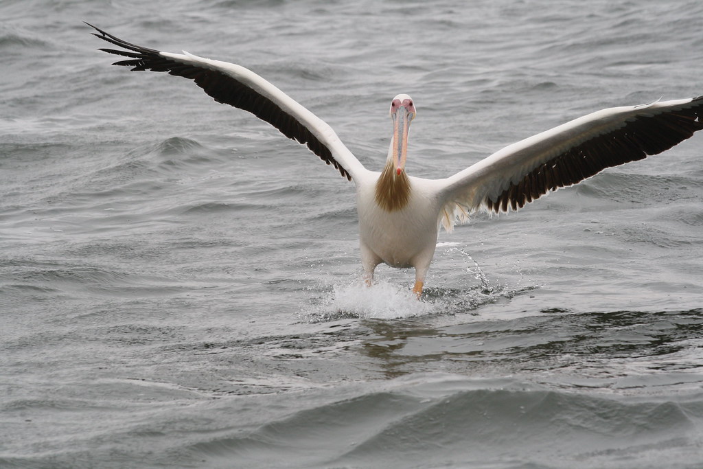 фото: Pelican Landing
